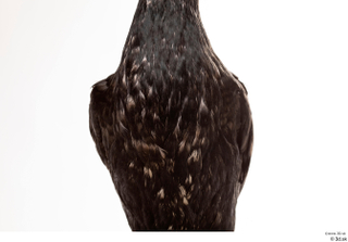 Double-crested cormorant Phalacrocorax auritus chest 0002.jpg